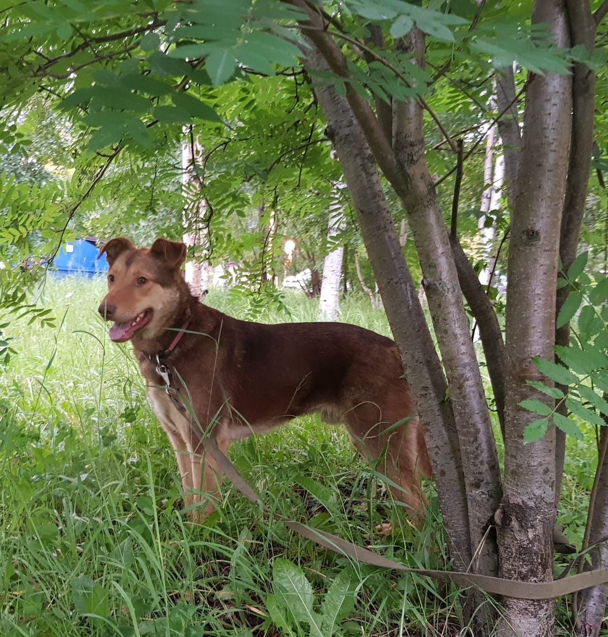 Как группа «911» помогает животным в Югре