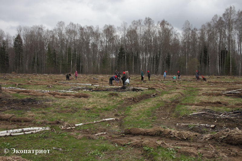 Школьники Калужской области посадили лес в рамках акции «Сад памяти»