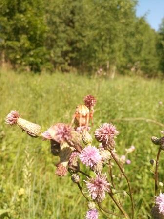 В гости к смоленским озёрам.