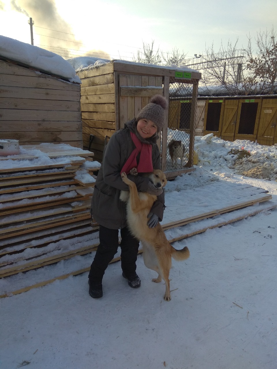 Волонтеры Новосибирска продолжают помогать собакам