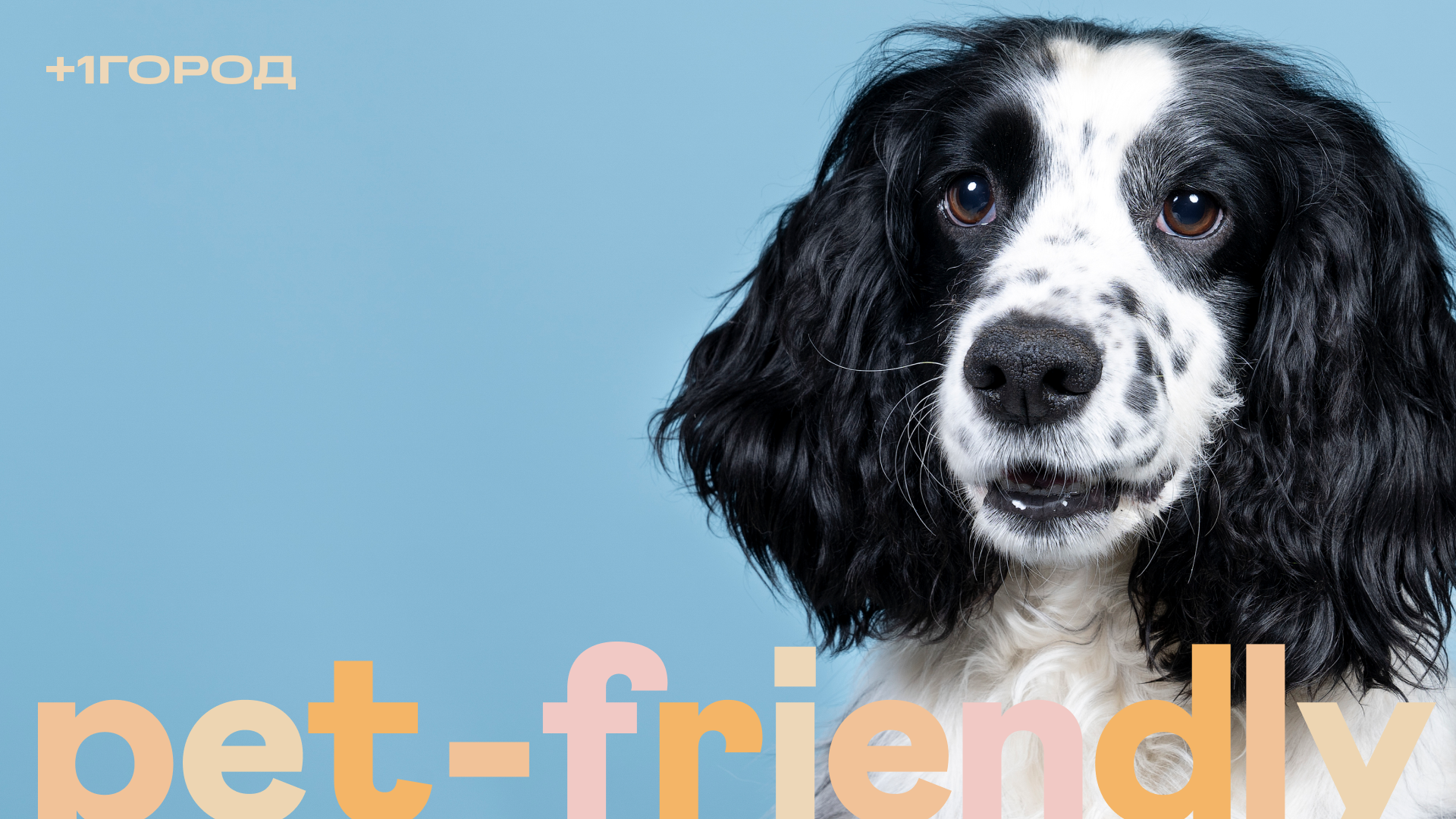 +1Город поддержит pet-friendly-бизнес