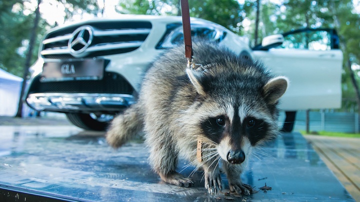 «Енот ищет себе дом»: в Казани хозяева оставили енота во дворе