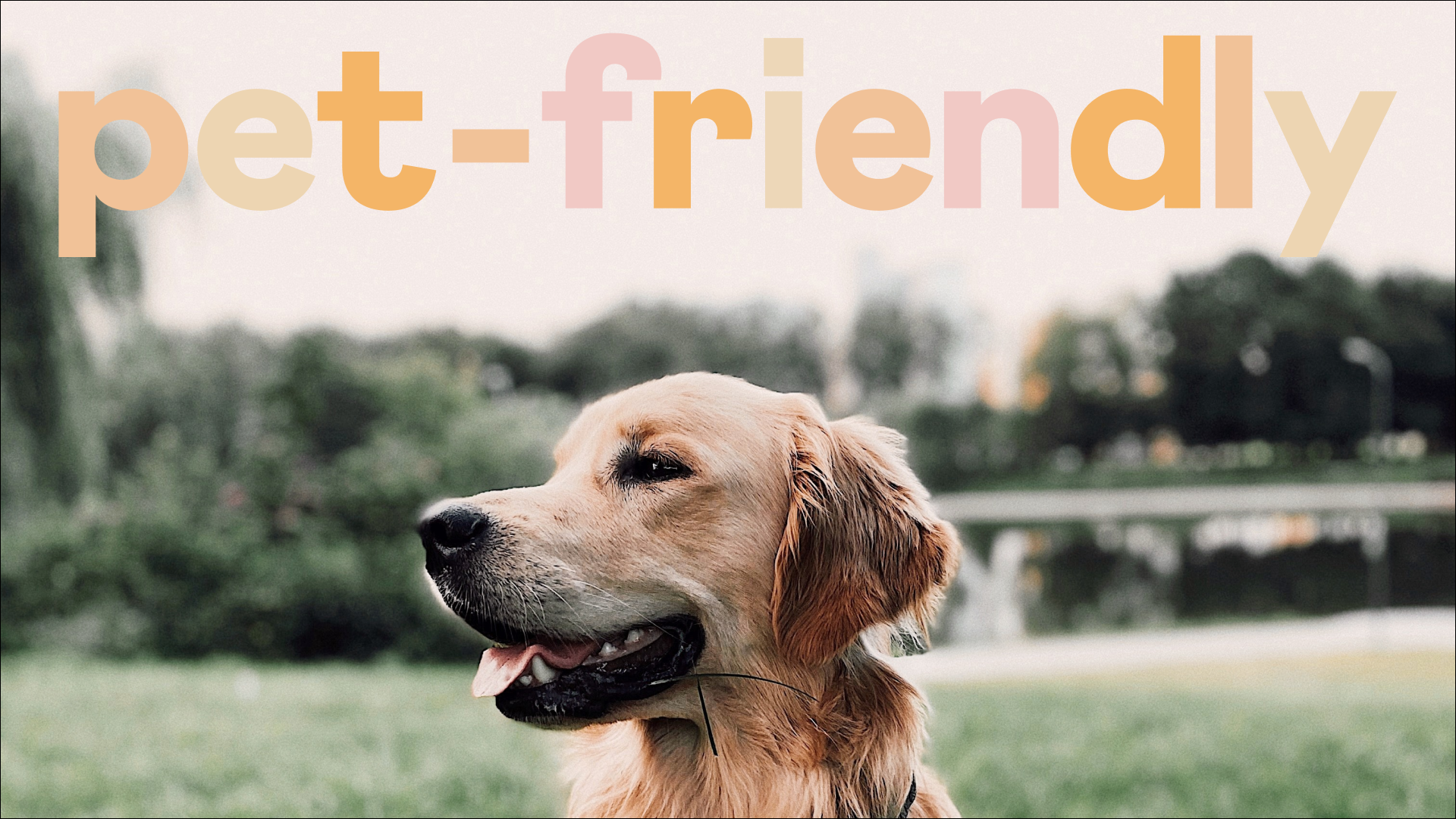 Когда Москва станет pet-friendly?