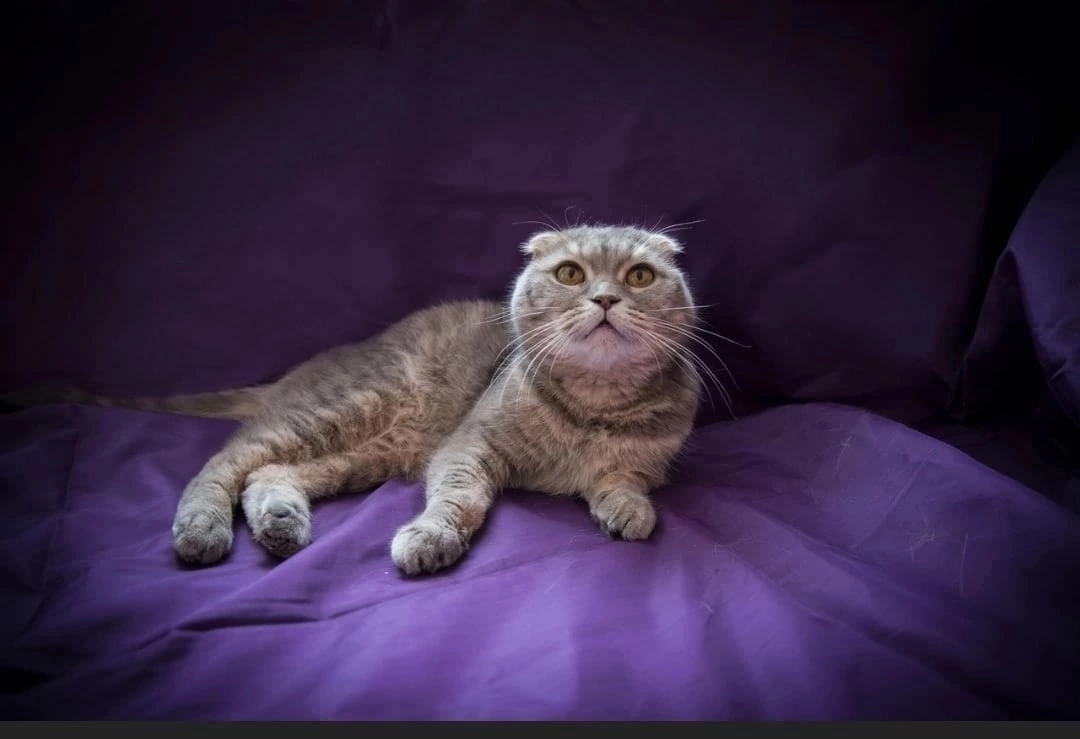 Мадам могла погибнуть от голода на заброшенной даче, но…