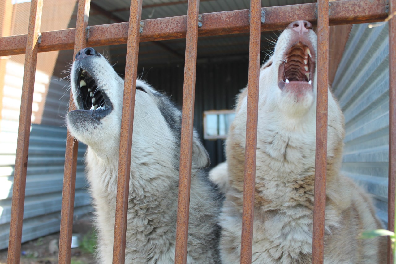 Кто живет в магаданском приюте «Право на жизнь»