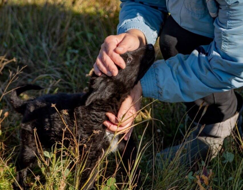 Большой путь маленького приюта для животных
