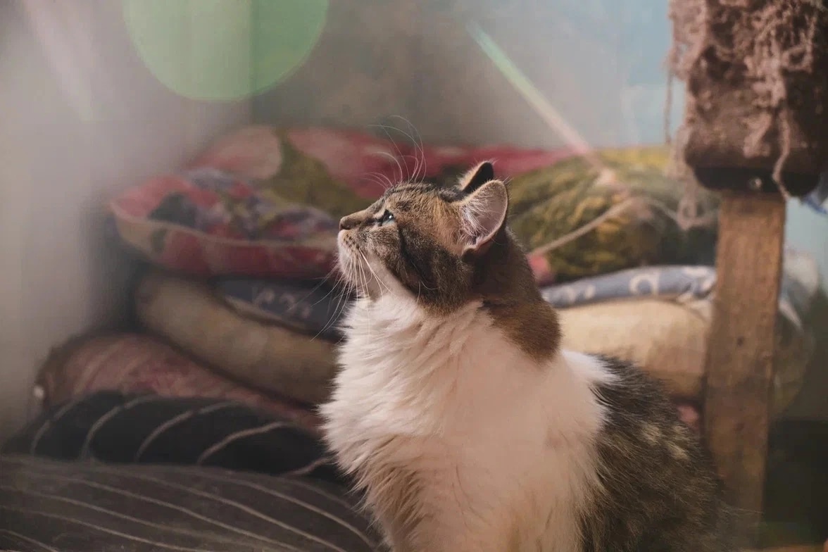 Приют для животных в Суоярви выиграл грант Президента Российской Федерации