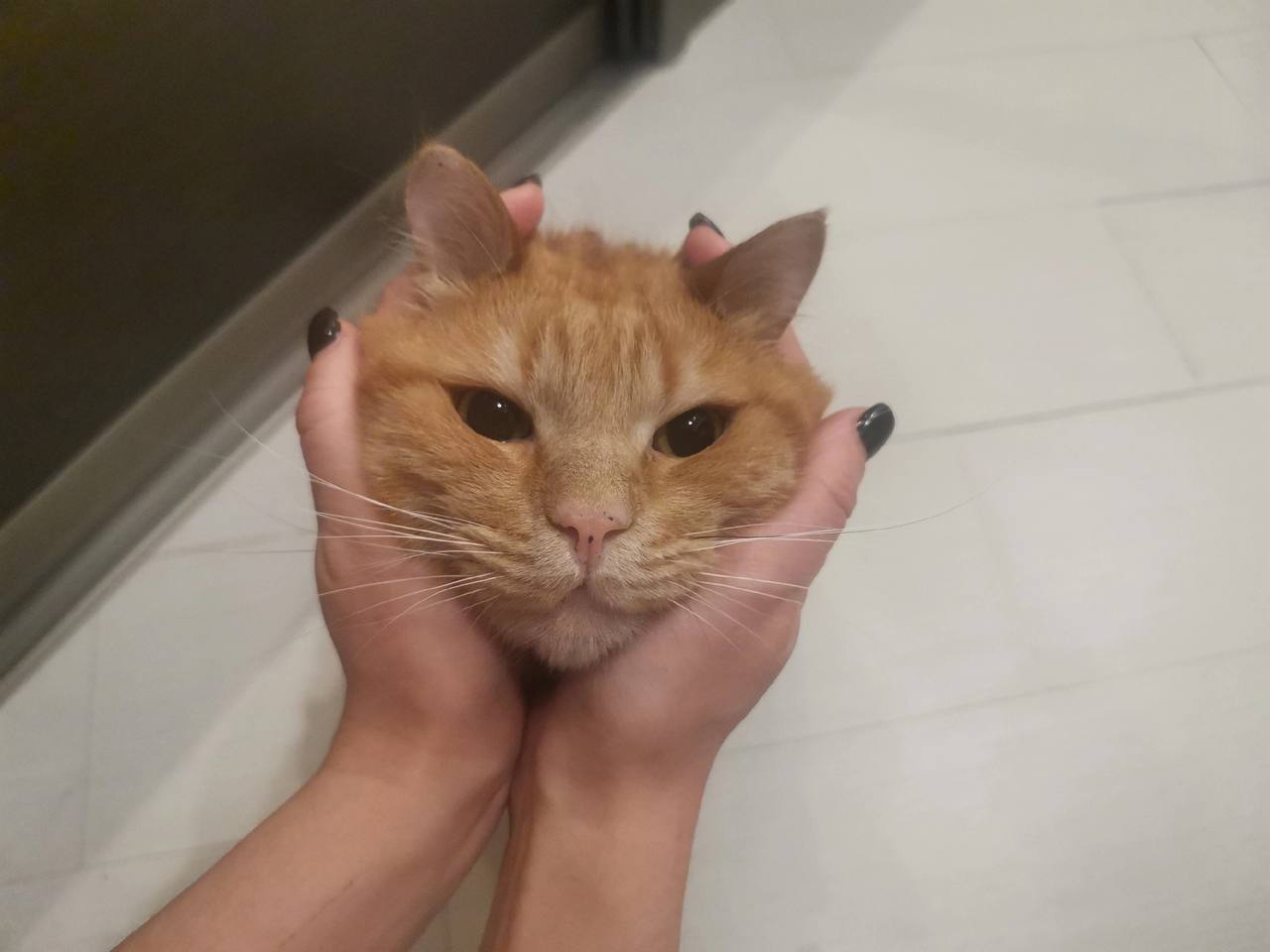 Более 1 800 человек со всей России обратились за новогодними предсказаниями у бездомного кота…