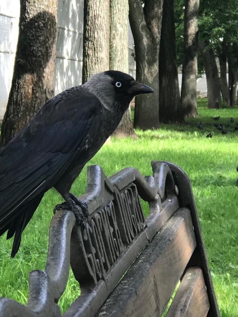 Проект научного волонтерства «Окружающий мир» РГО запускает новый конкурс