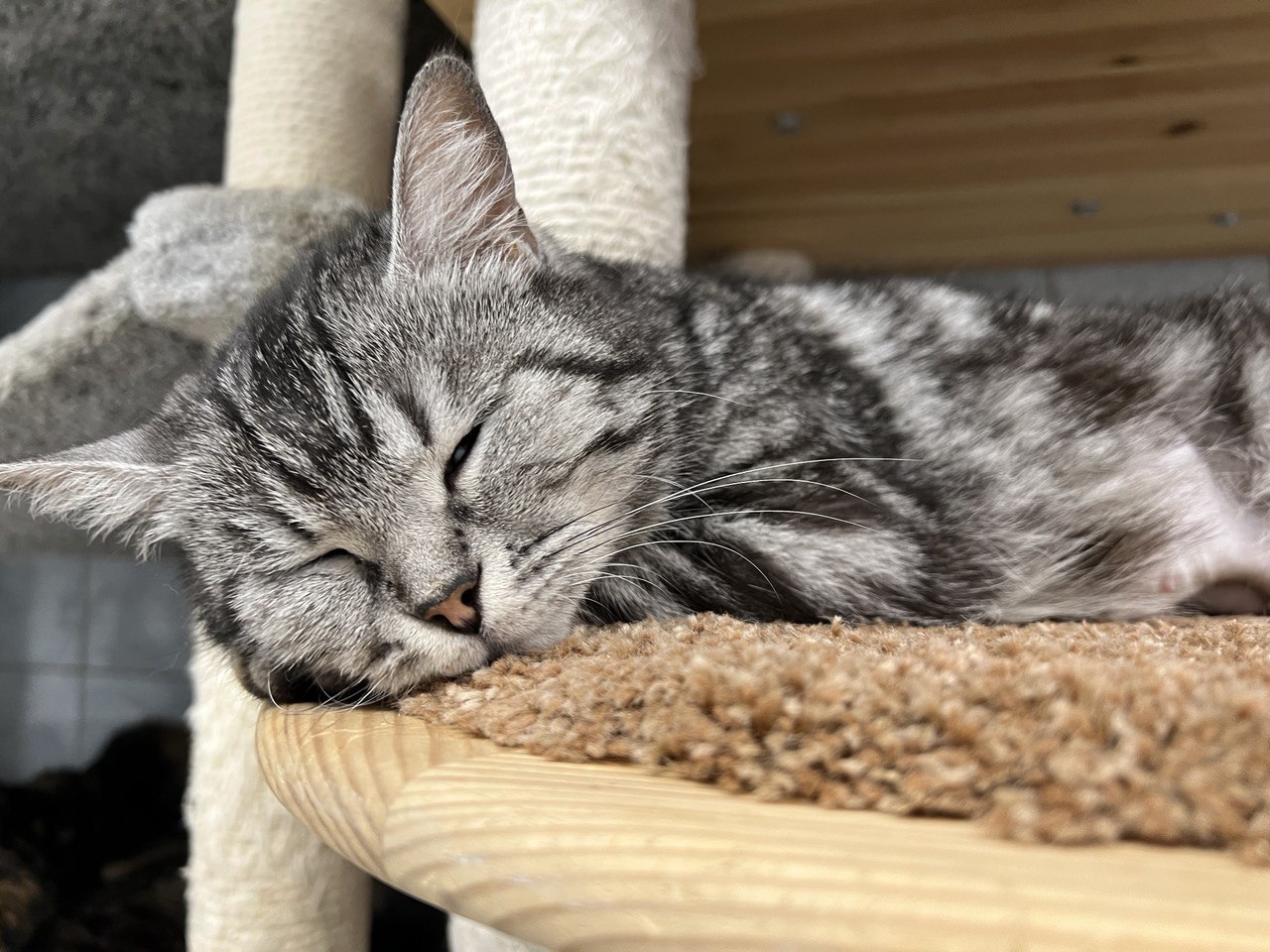 «Преданное сердце» проведет онлайн-экскурсию для подопечных детских фондов и людей неравнодушных…