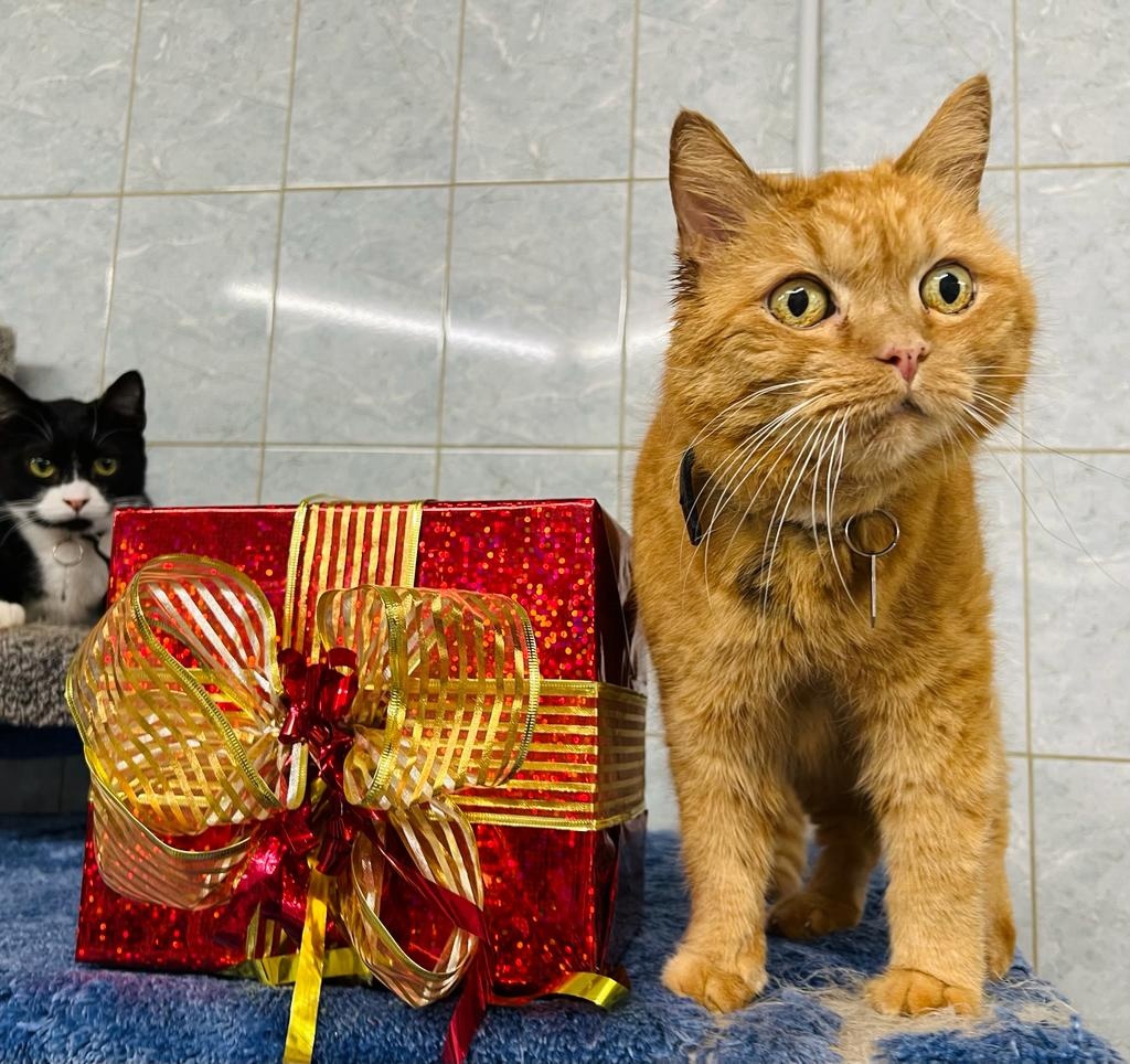 Своевременная диагностика для животных приюта «Преданное сердце»