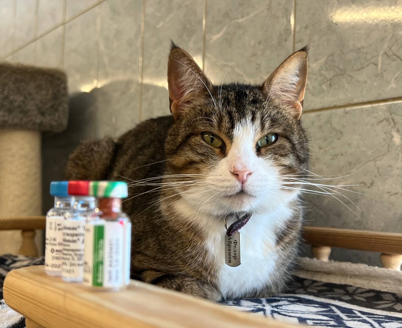 Наталья Авласевич: «Вакцинация – единственный способ профилактики здоровья кошек»