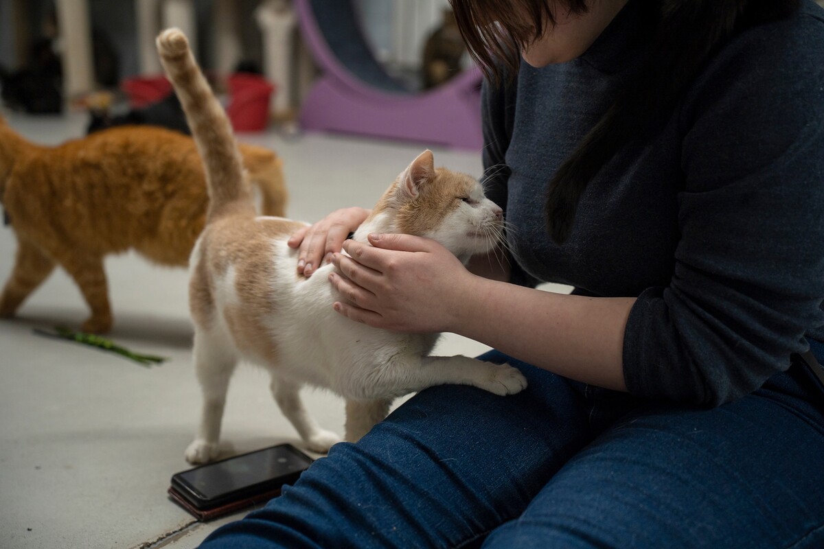 Онлайн встреча с ветеринаром Аленой Рекитянской в поддержку приюта «Преданного сердце»
