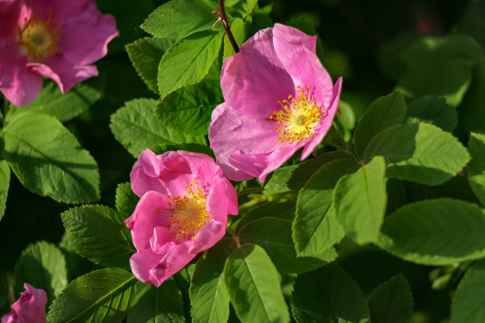 Ночь фенологических наблюдений вместе с РГО