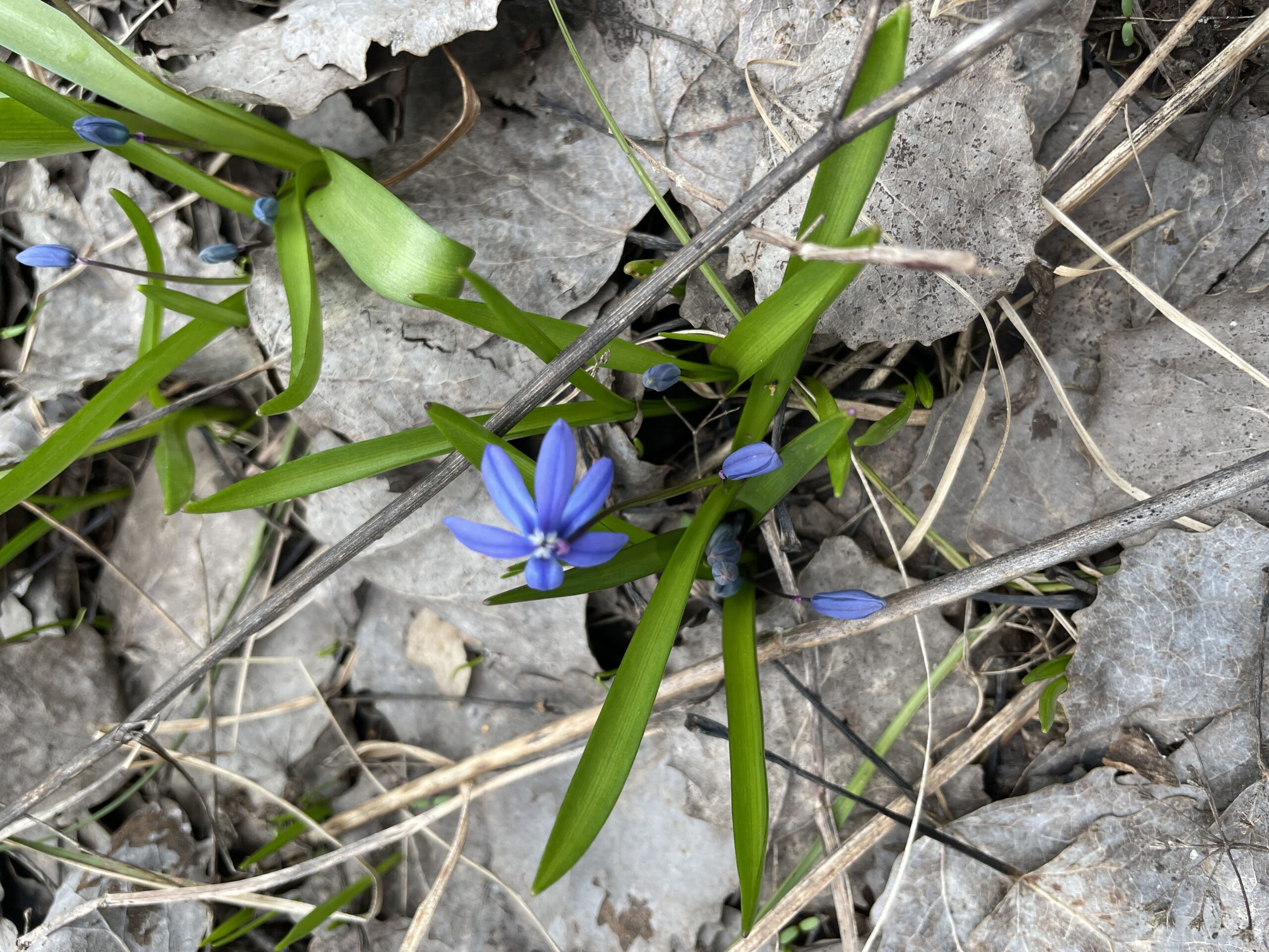 Экологические онлайн-марафоны