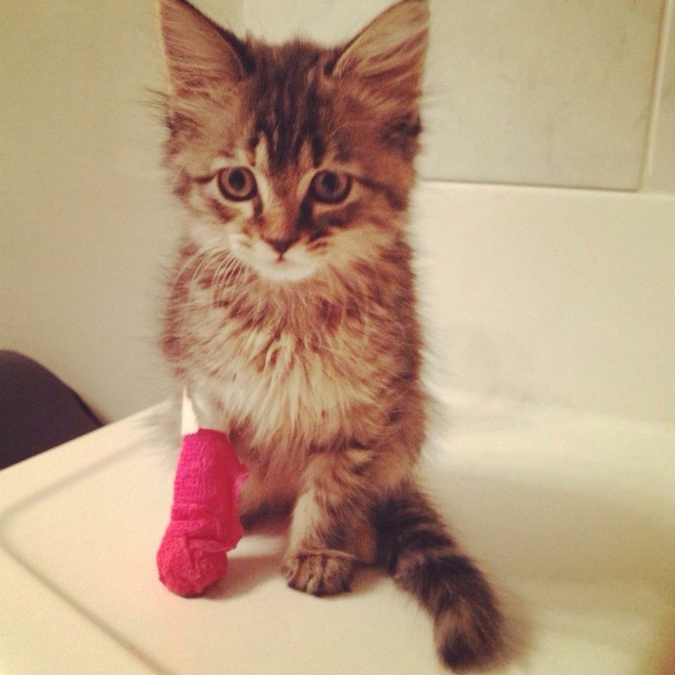 Спасение котенка.