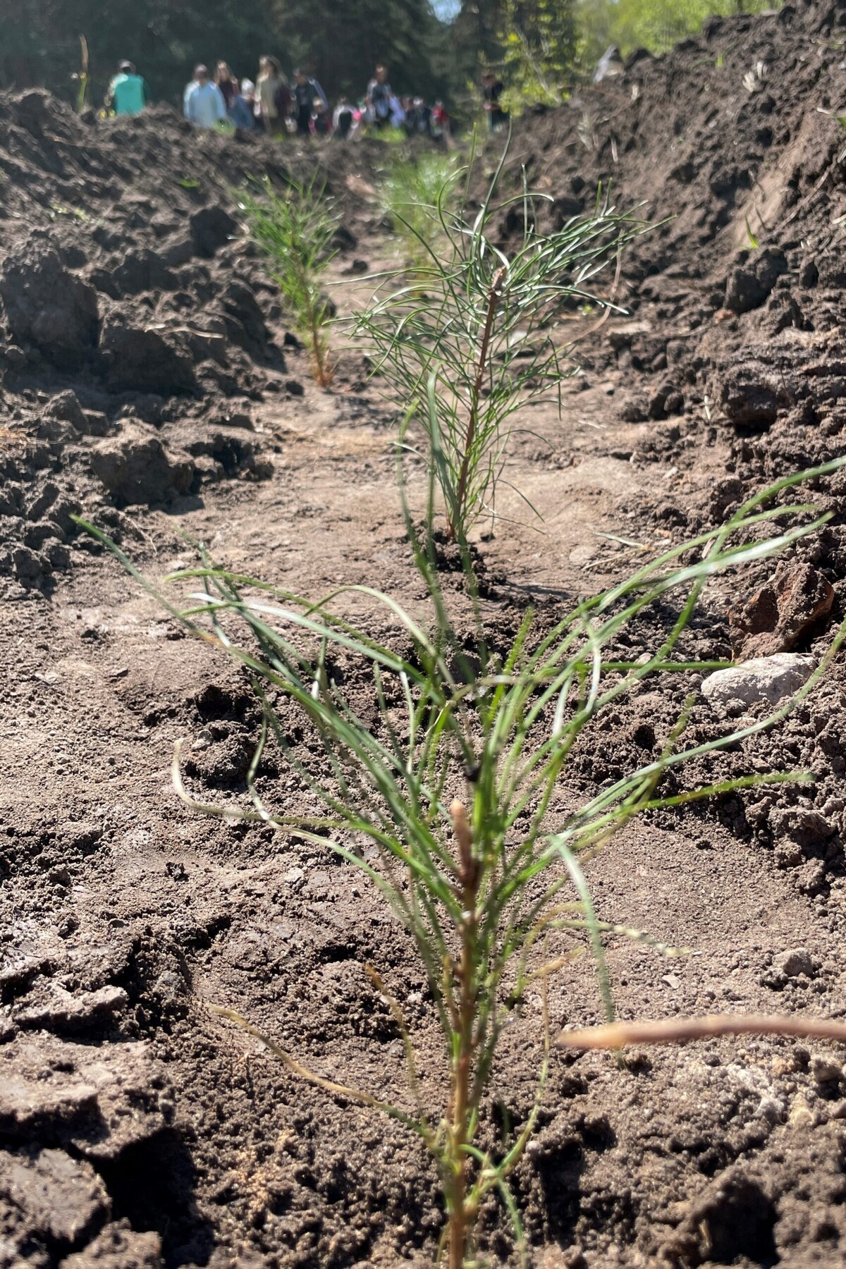 Экологическая акция «Посади свой новый лес»