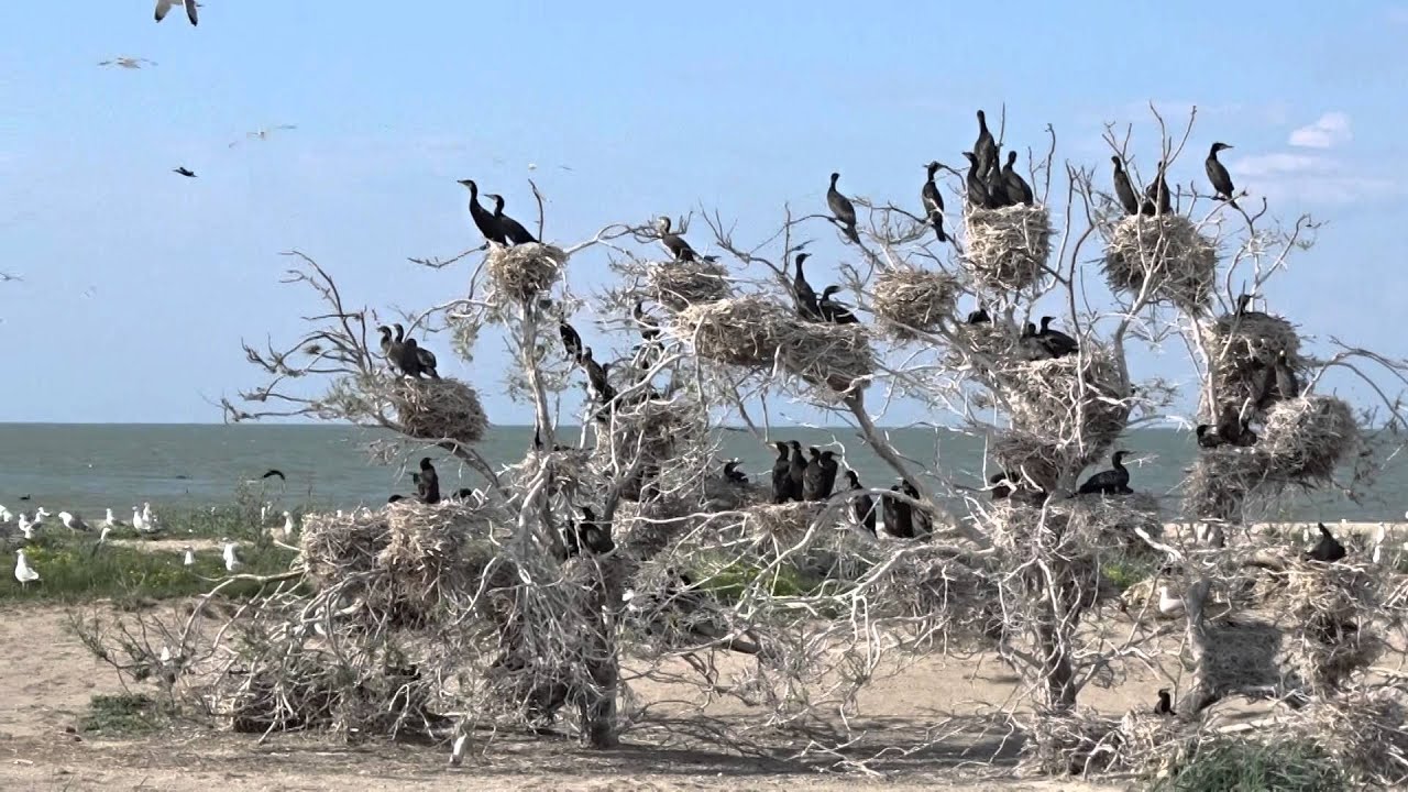 Чистый берег Ейского лимана (ЧИБЕЛИМ)