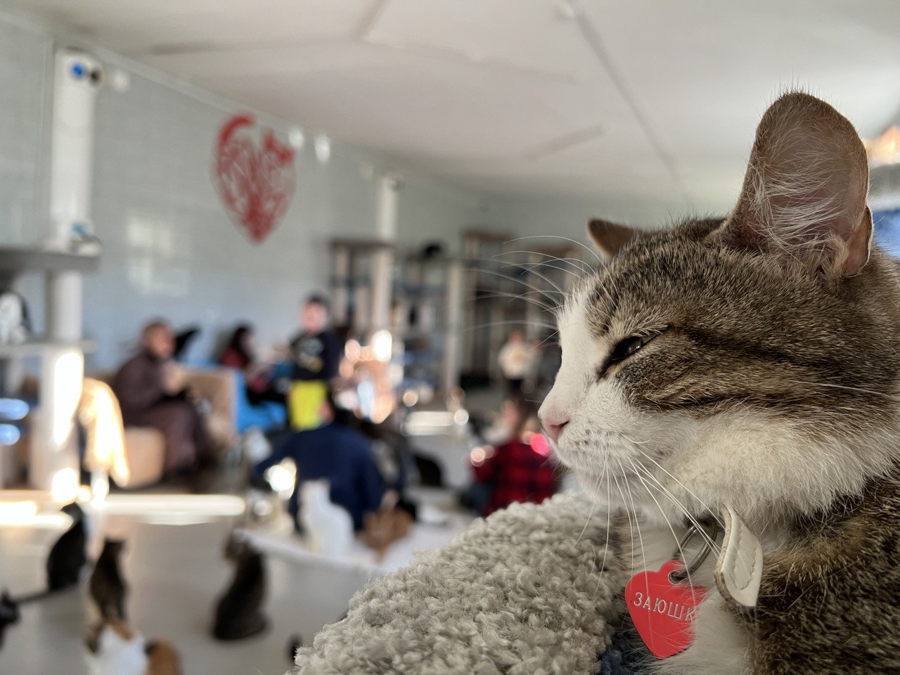 Приют для кошек «Преданное сердце просит помочь закрыть программные сборы  до конца мая