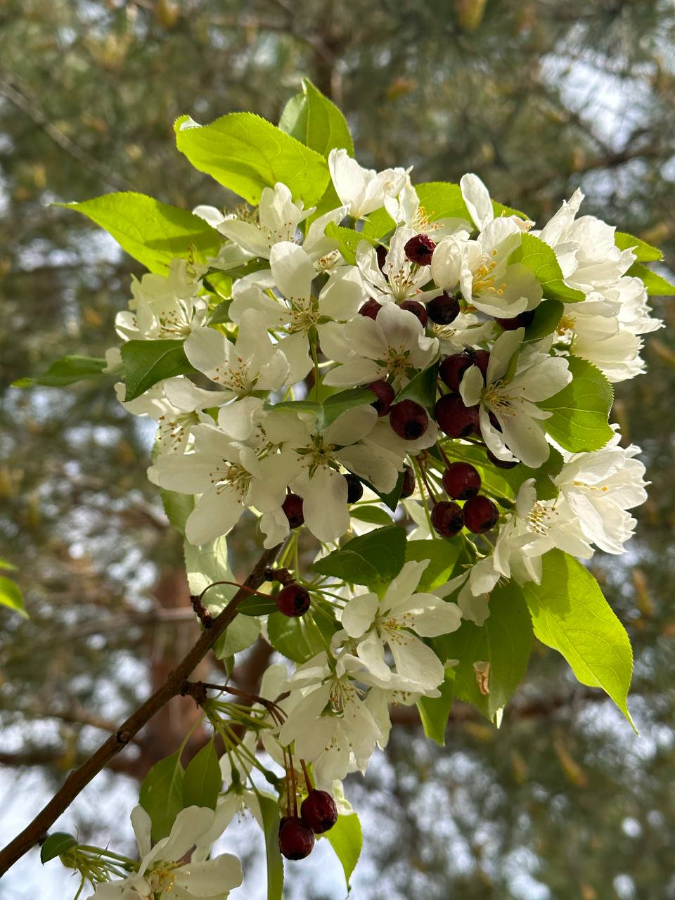 Наблюдай за цветением и выиграй приз!