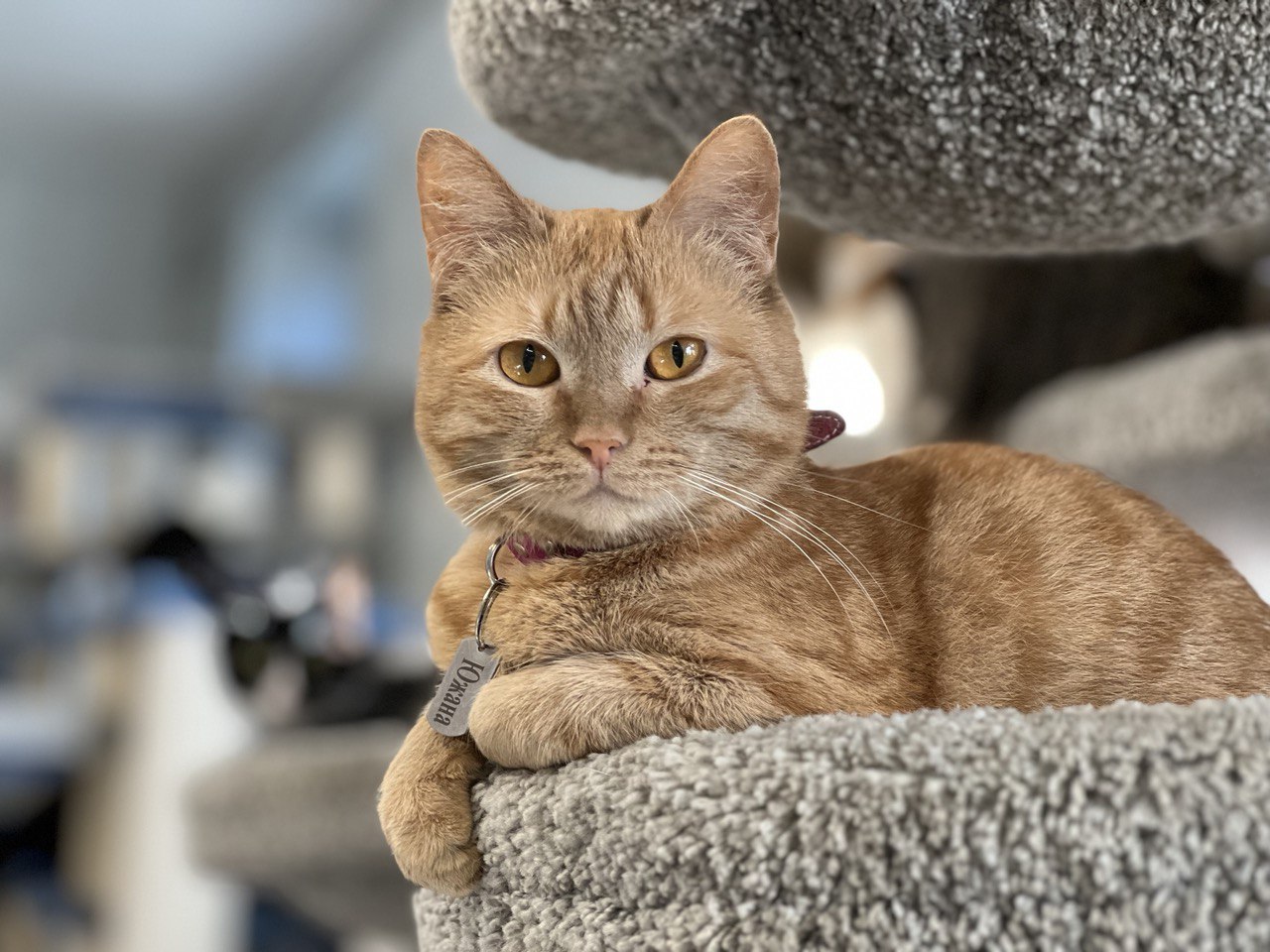 Ozon направит более 2,5 миллионов на помощь приютам для животных в регионах