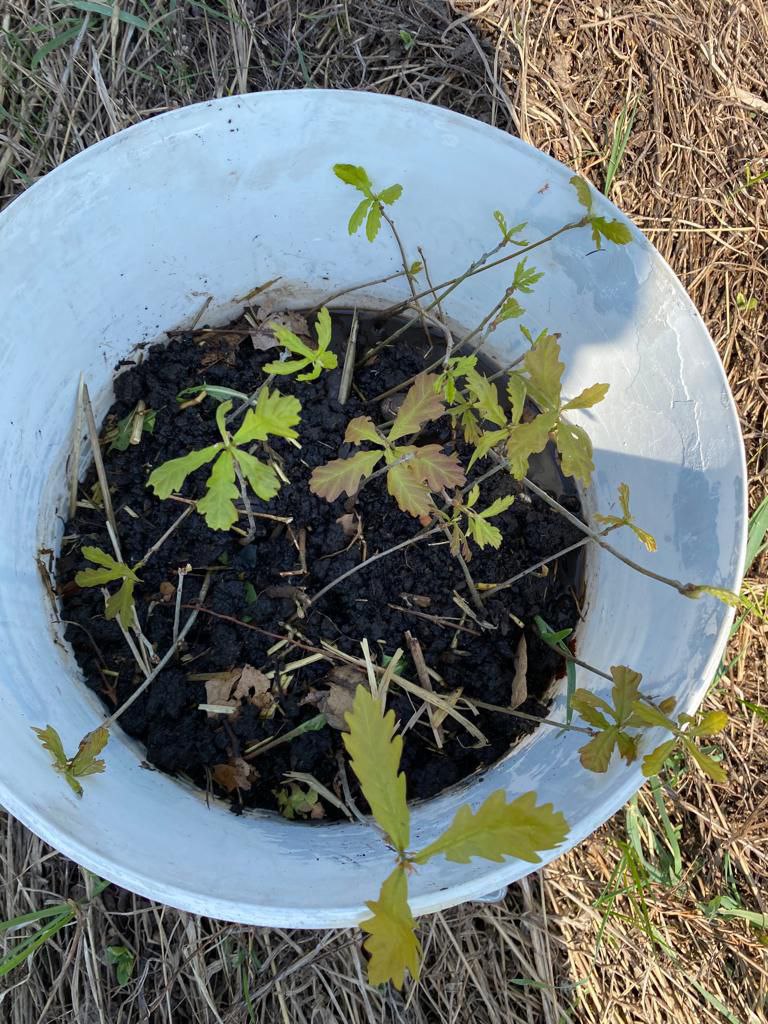 Волонтеры посадили дубовую рощу недалеко от Уфы