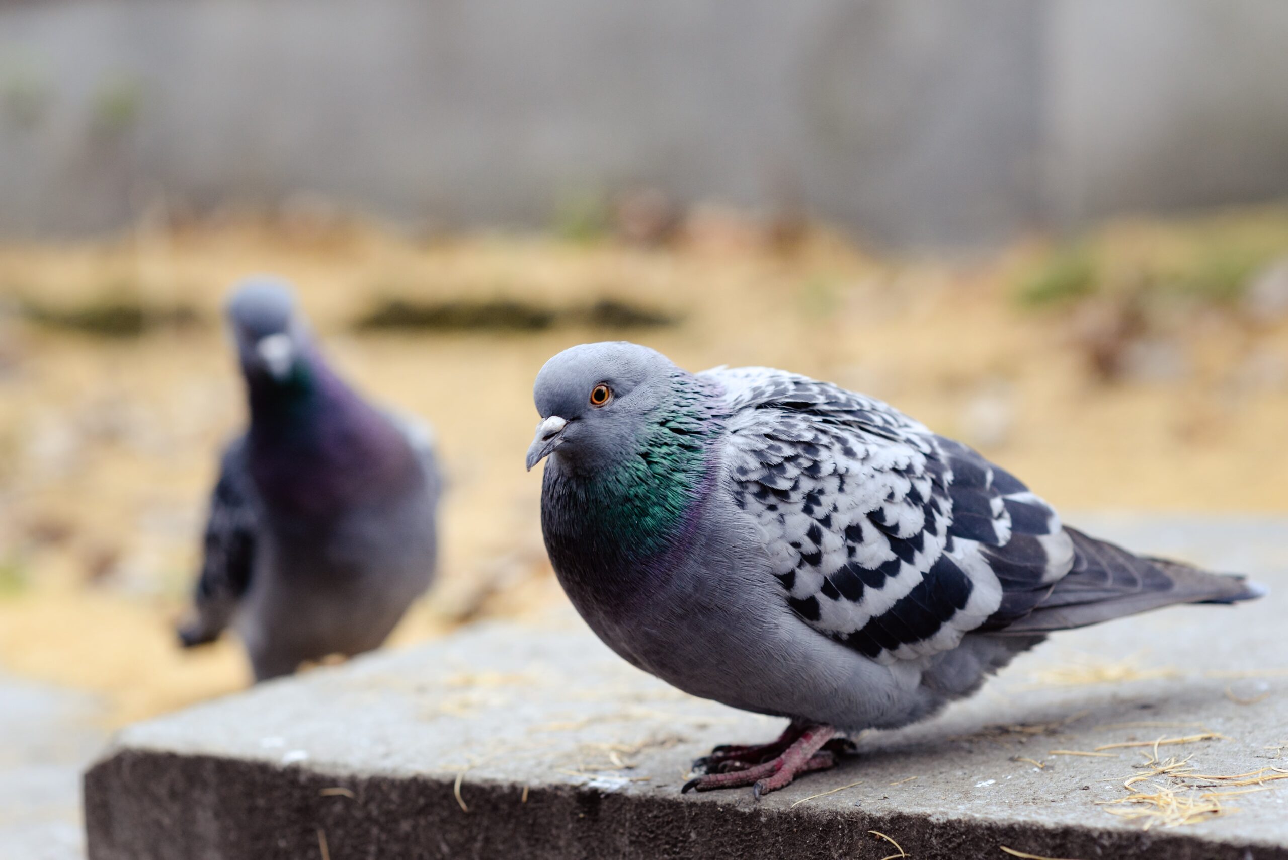 Наблюдай за голубями и внеси свой вклад в науку!