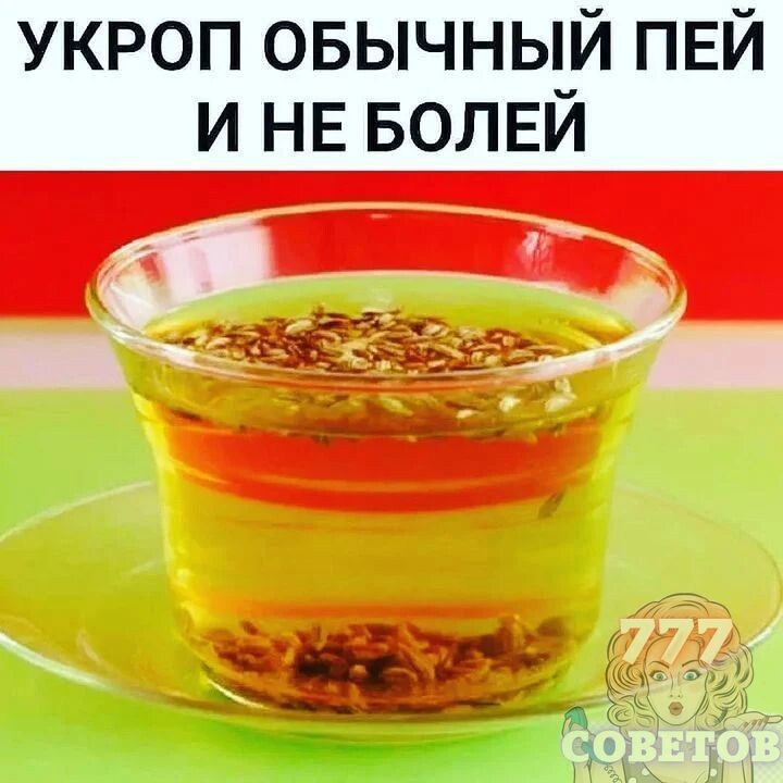 Все про укроп