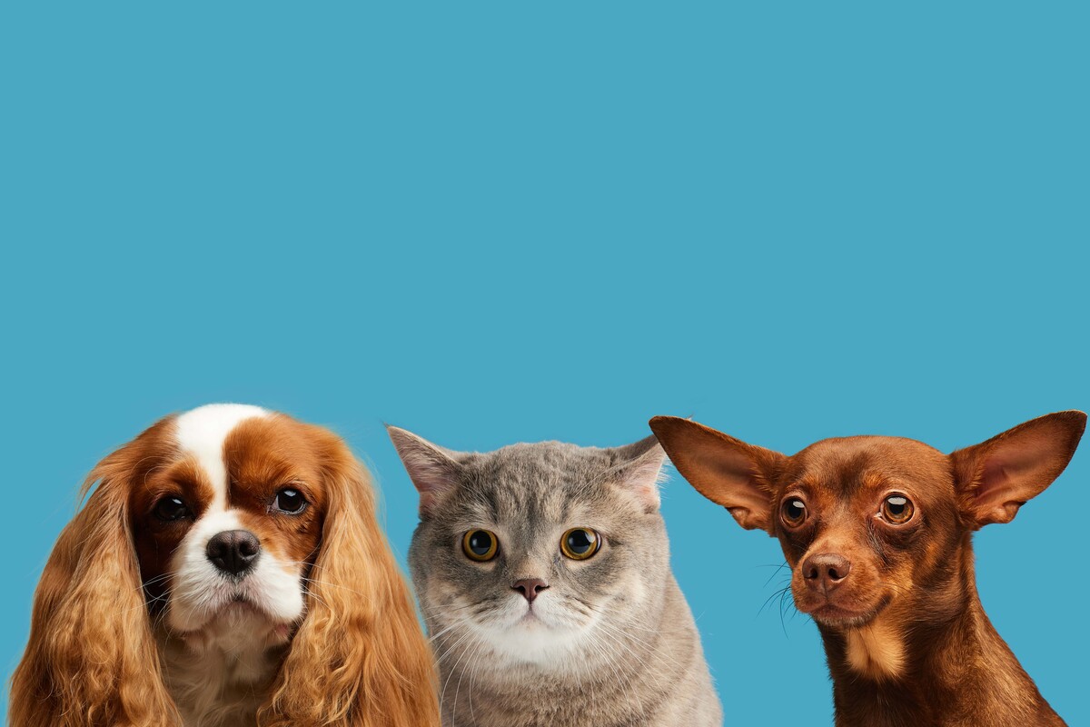 «Прописка для хвоста»: в Санкт-Петербурге запускают программу льготной регистрации домашних…