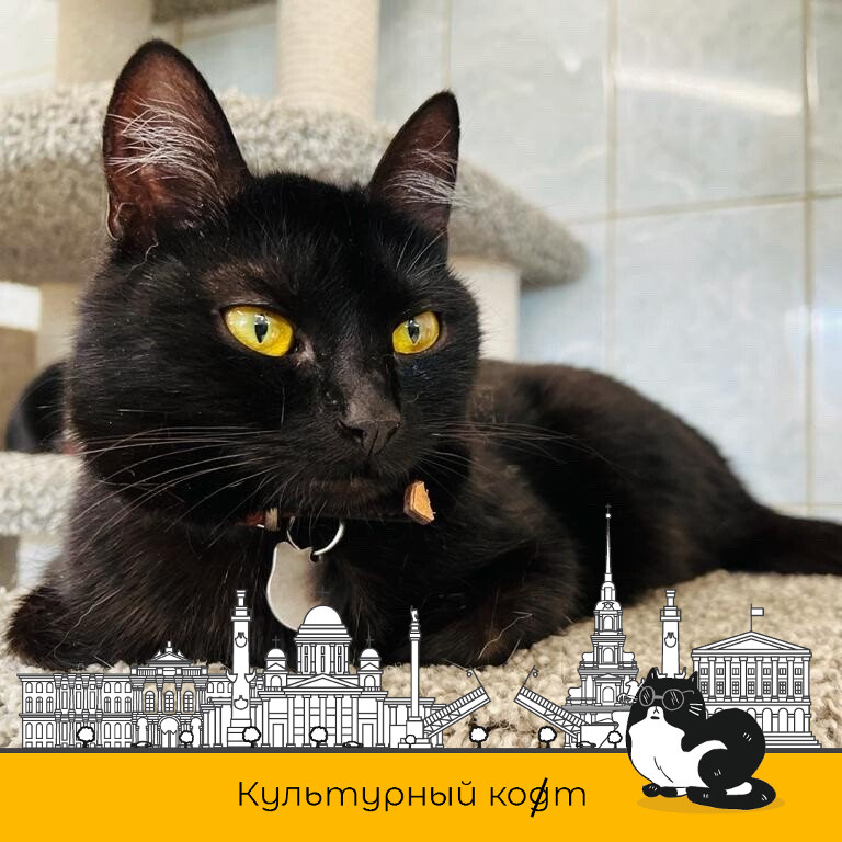 В День петербургского кота в Одноклассниках появятся рамки в поддержку приюта