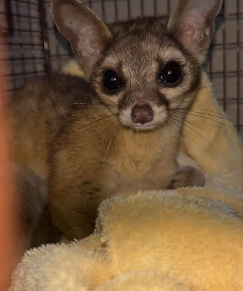 Думая, что спасает лемура, добрячка на самом деле помогла кошачьему еноту