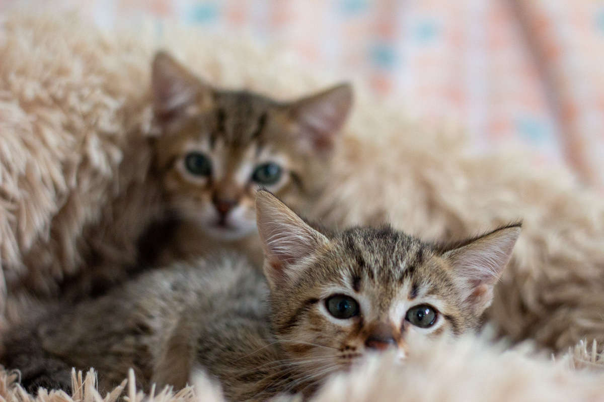 Построим в приюте «Преданное сердце» ясли для котомалышей