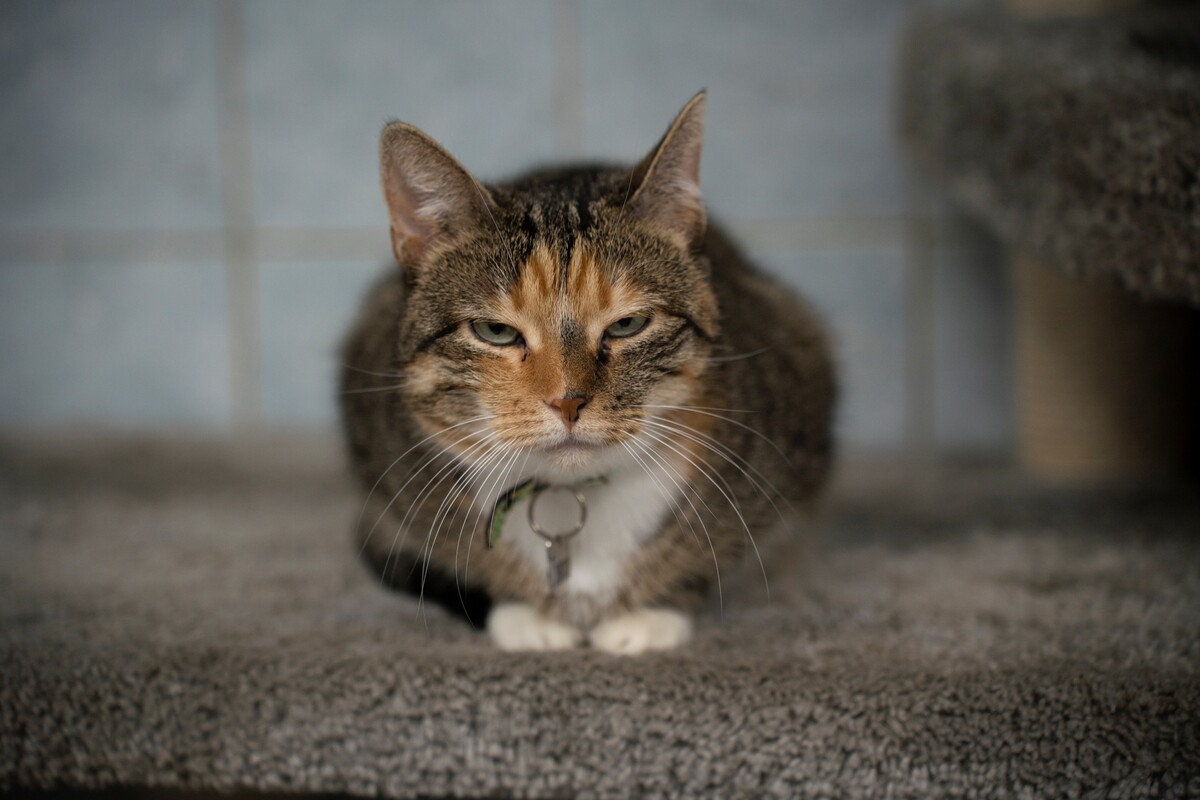 ОНЛАЙН-ВСТРЕЧА С ВЕТЕРИНАРОМ: «ДОМАШНИЕ ЖИВОТНЫЕ ЛЕТОМ: ВАЖНЫЕ ПРАВИЛА».