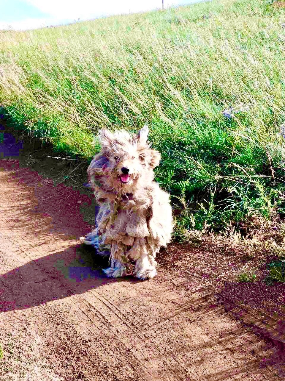 Удивительное преображение: бурятские волонтёры спасли собаку, которая заросла килограммами колтунов…