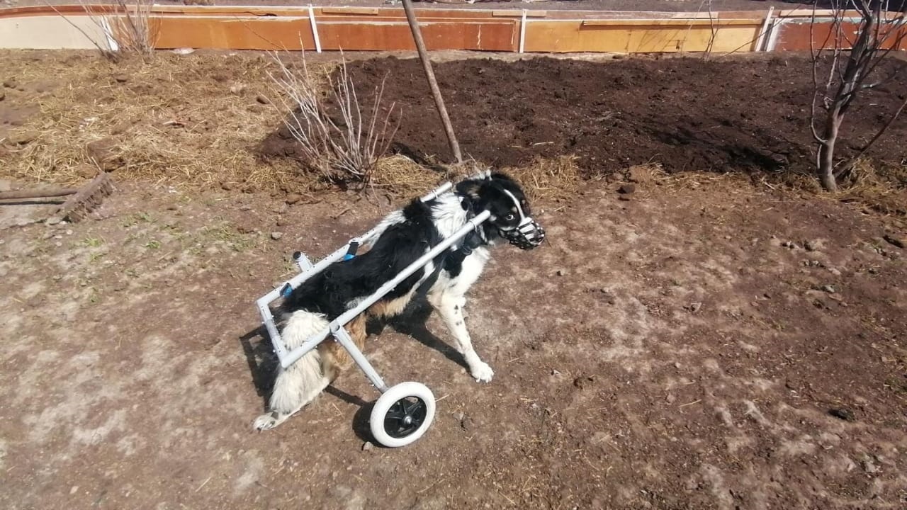 Не оставь друга в беде