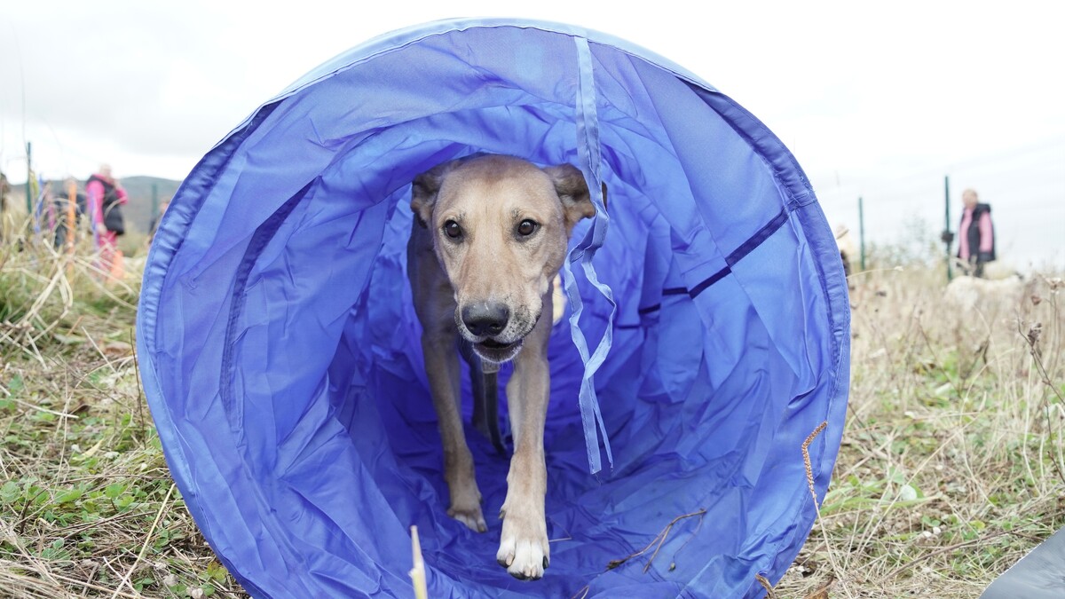 Соревнования в стиле аджилити прошли в приюте «Право на жизнь»
