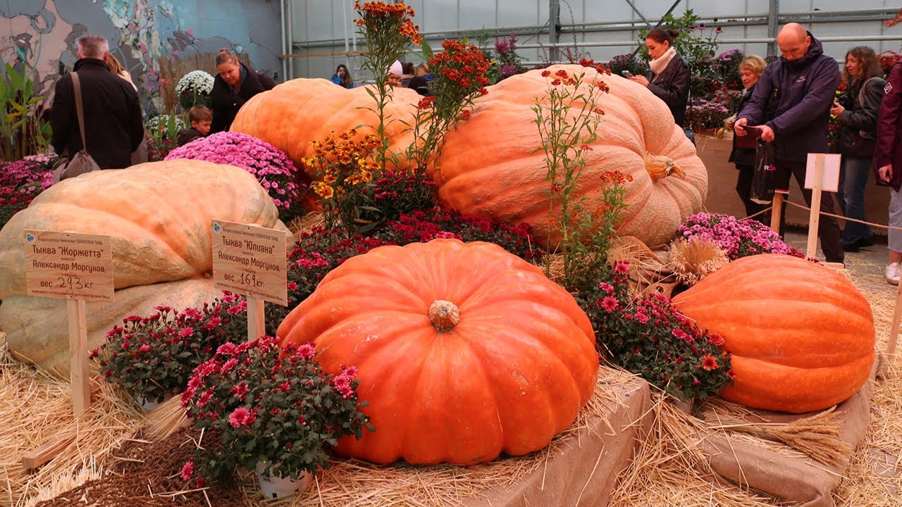 Подмосковный любитель-бахчевод вырастил тыкву весом 501 килограмм