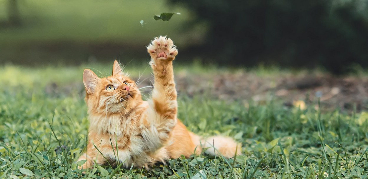 ОНЛАЙН-ВСТРЕЧА С ВЕТЕРИНАРОМ: «ПРАВИЛА ПО ВОЗВРАЩЕНИИ С ДАЧИ ДОМОЙ. ЧТО ОБЯЗАТЕЛЬНО НУЖНО СДЕЛАТЬ»