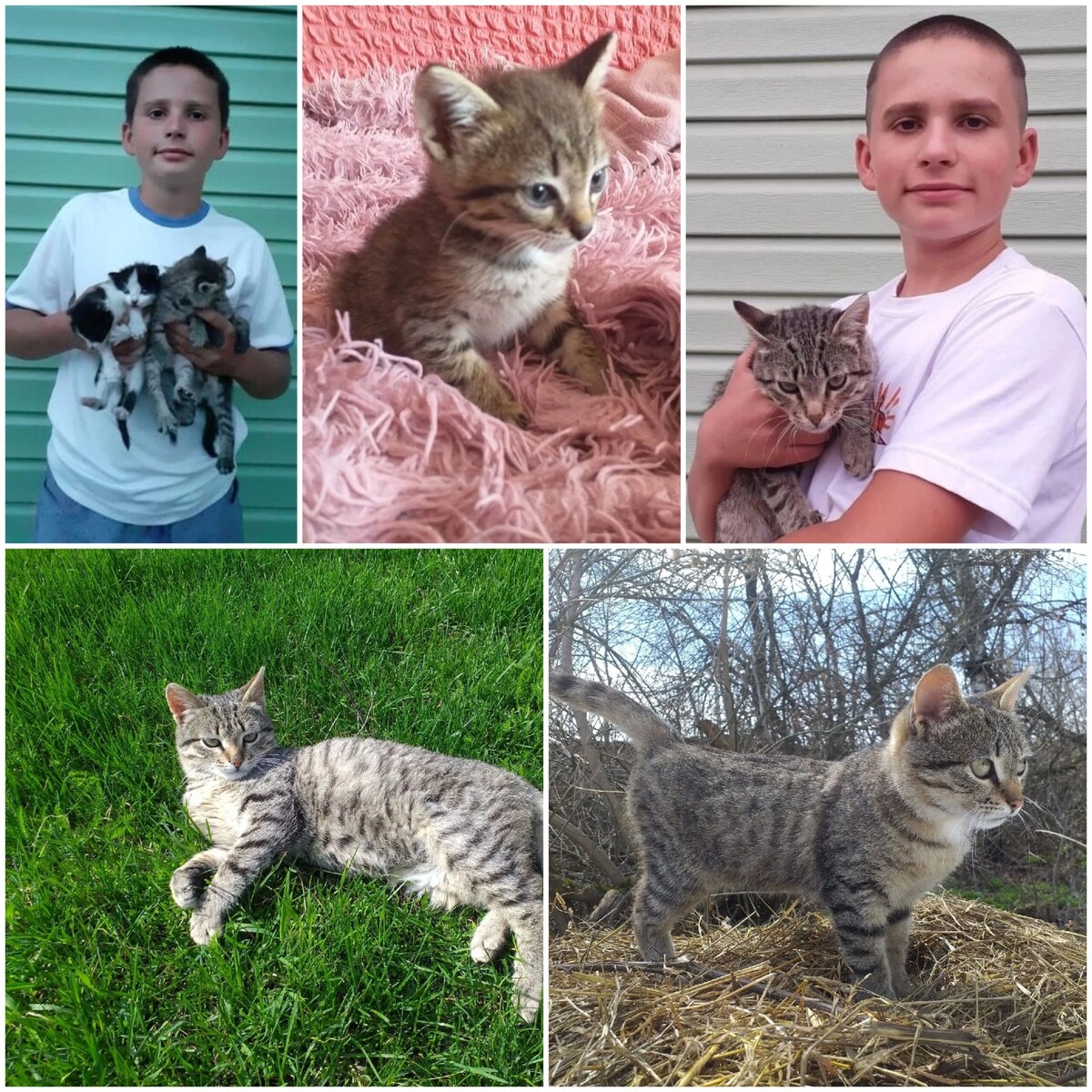 «Спасение котят»