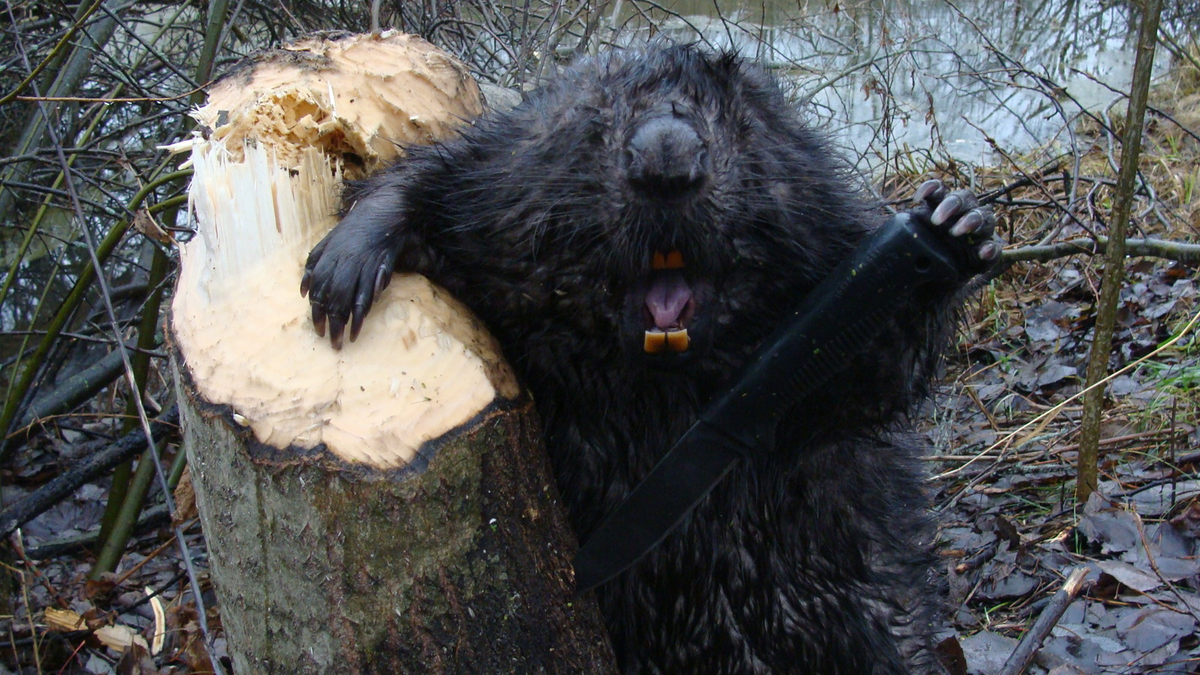 Бобр может прыгнуть на несколько метров, используя хвост как пружину