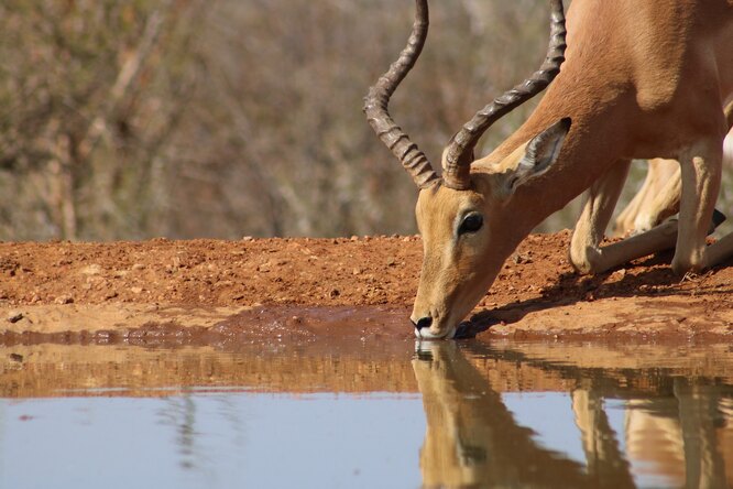 «Как им это удается?!»: почему дикие животные пьют грязную воду и при этом не болеют