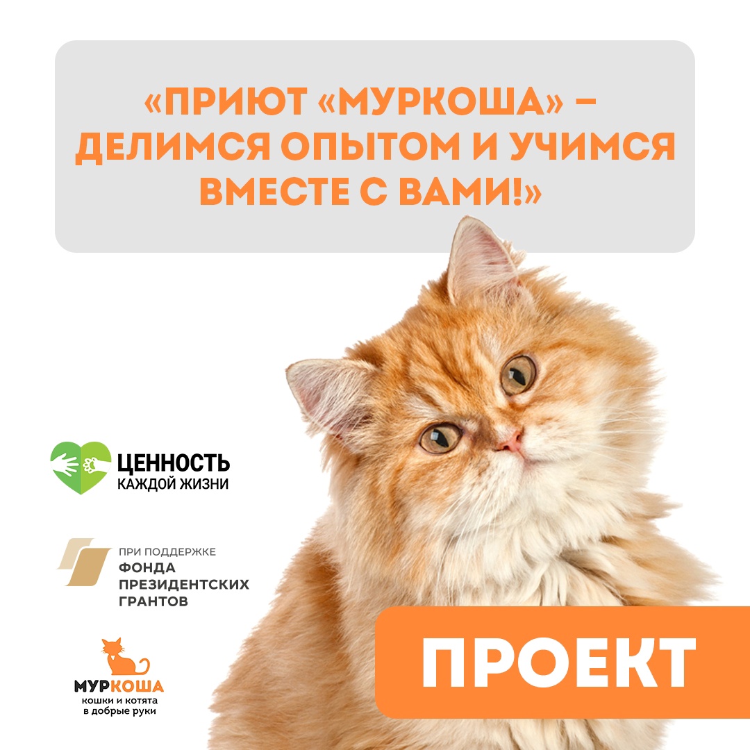 Стартовал образовательный проект для волонтёров «Муркоша – делимся опытом и учимся вместе с вами!»