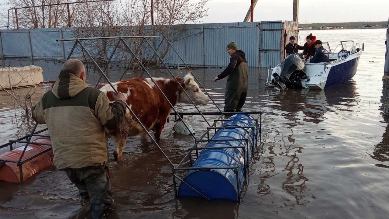 В Госдуме предлагают сделать добровольное страхование обязательным -  Добро.Медиа