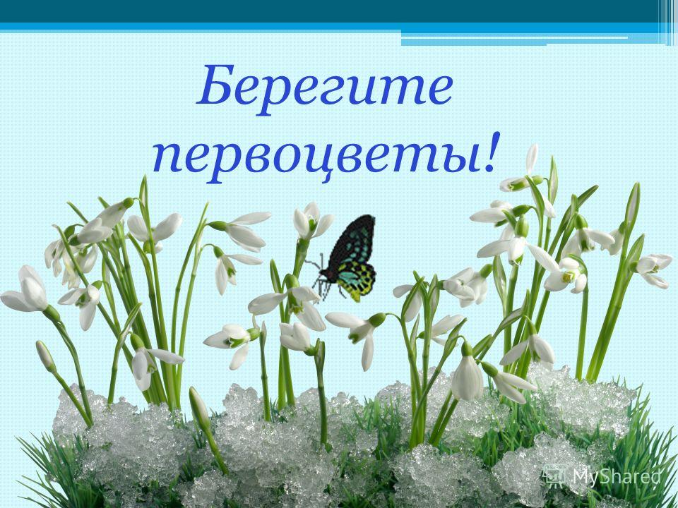 Люди всей планеты, берегите первоцветы