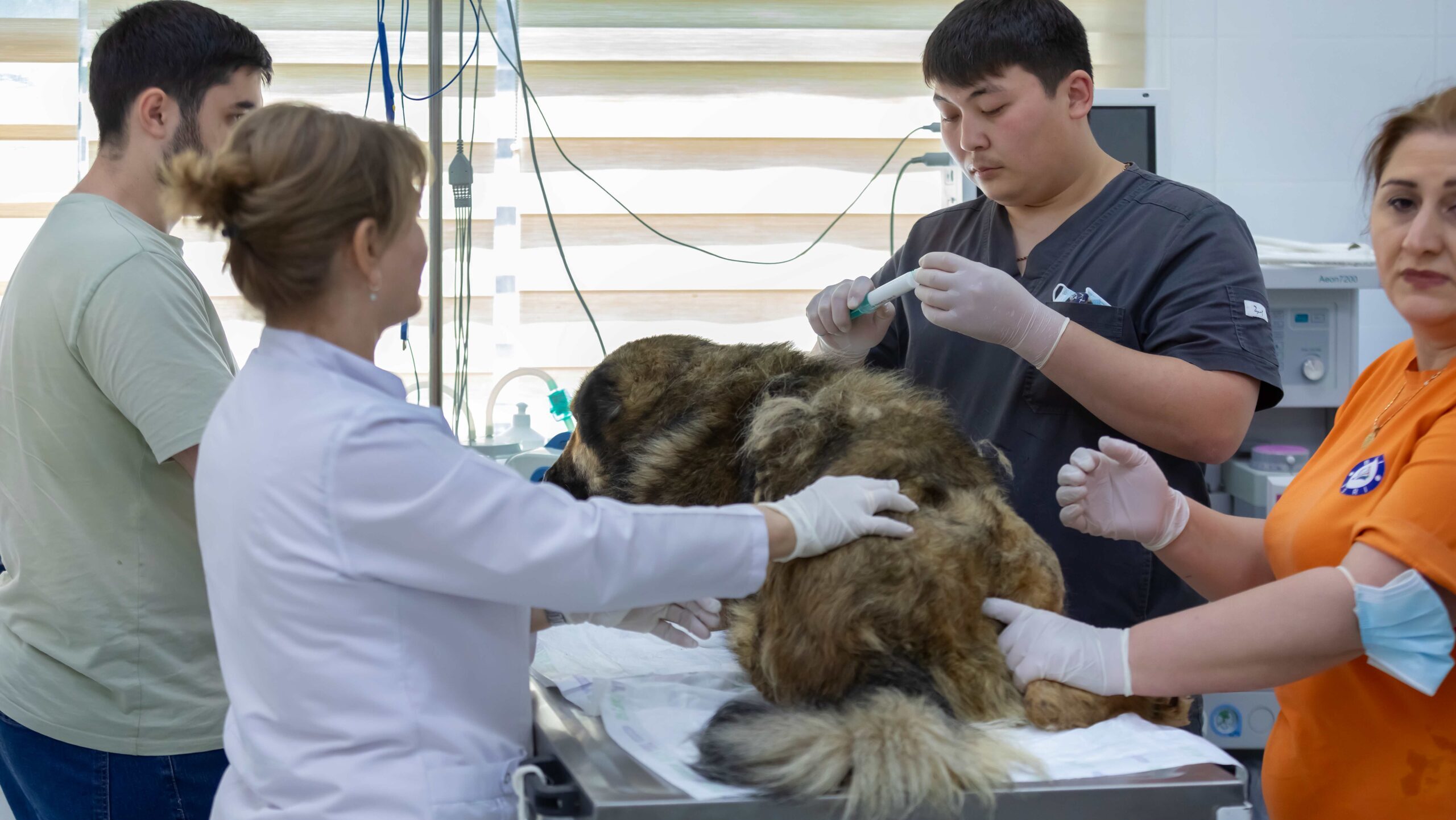 Ветеринар из Челябинска срочно вылетел в Азербайджан, чтобы спасти собаку