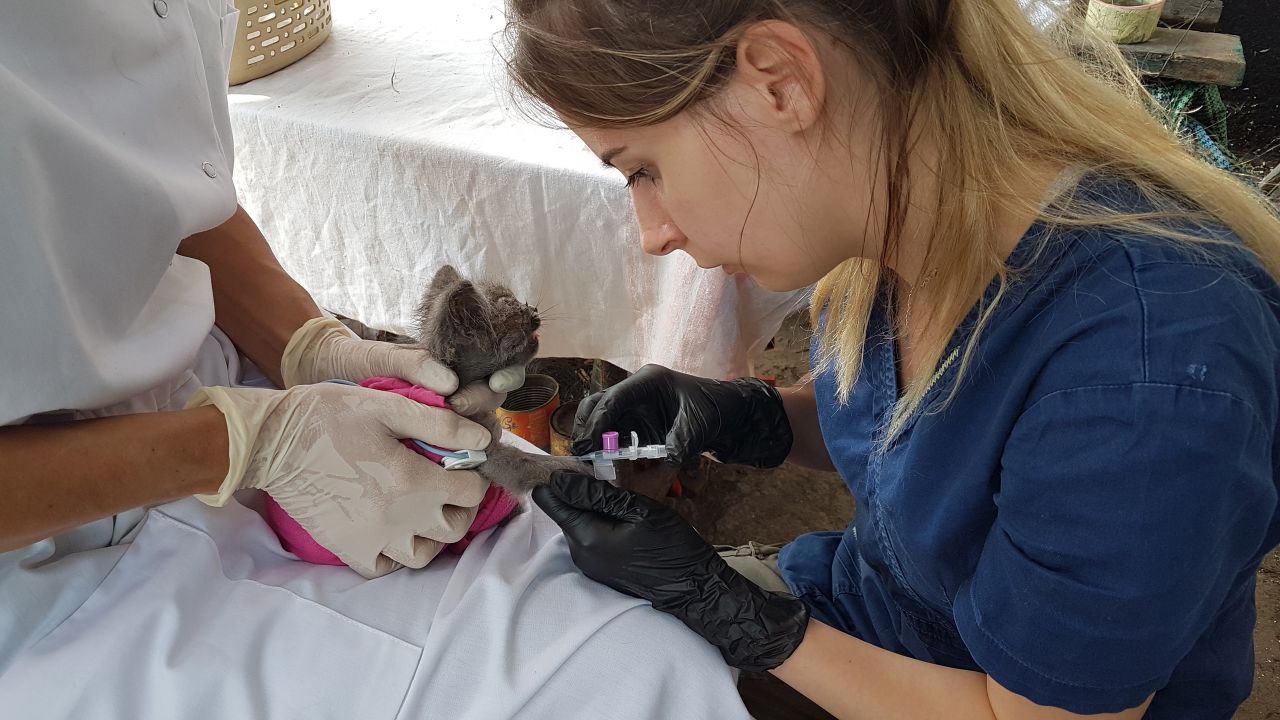 Помощь животным Донбасса: «Мы узнаём собак в лицо»