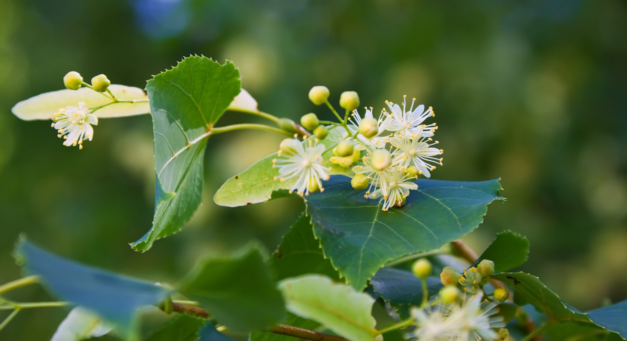 Ульянов день: народные приметы на сегодня, 4 июля