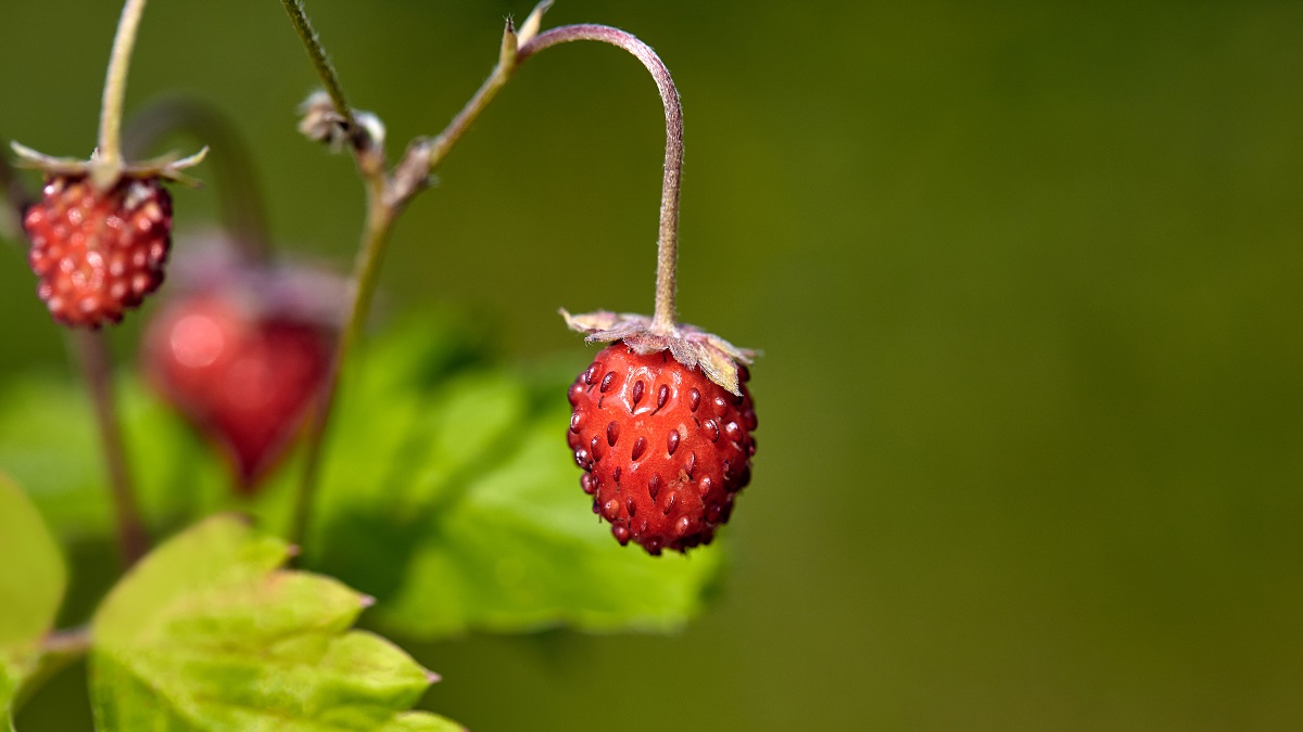 Давид Земляничник: народные приметы на сегодня, 9 июля