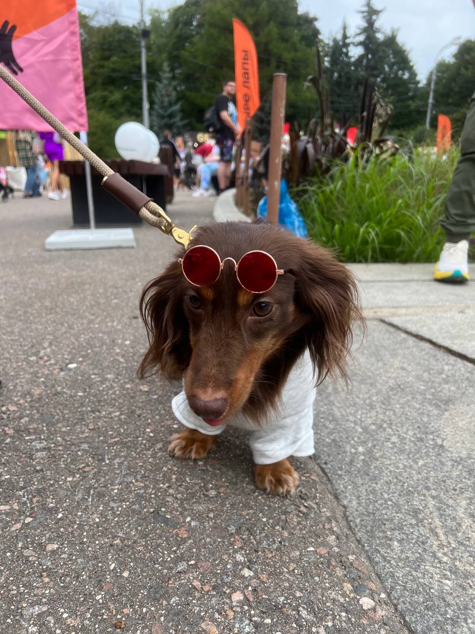 Четыре Лапы провела масштабный фестиваль в Сокольниках в Москве