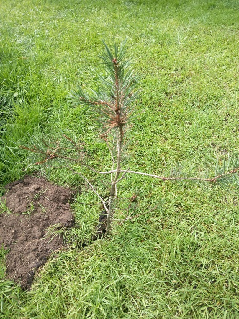 Как Старковы деревья посадили…